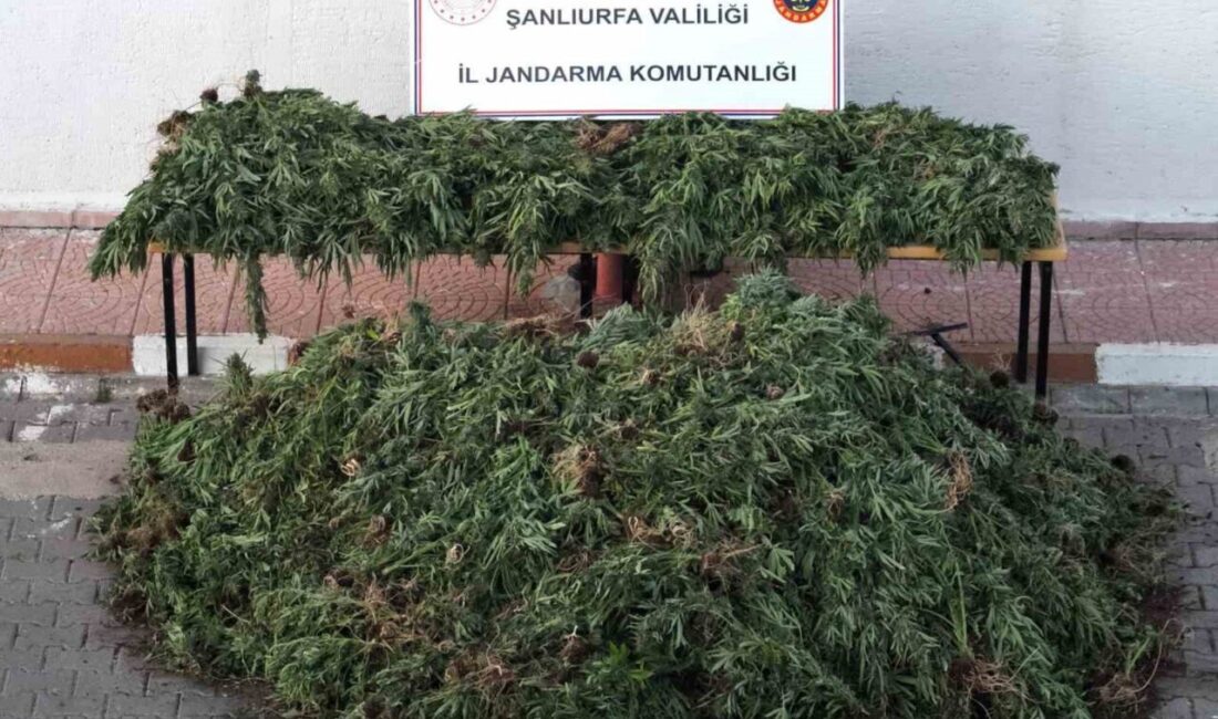 Şanlıurfa’nın Siverek ilçesinde dron ile tespit edilen ekili vaziyetteki bin