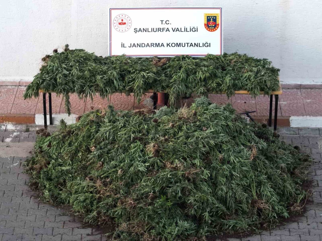 Şanlıurfa’nın Siverek ilçesinde dron ile tespit edilen ekili vaziyetteki bin