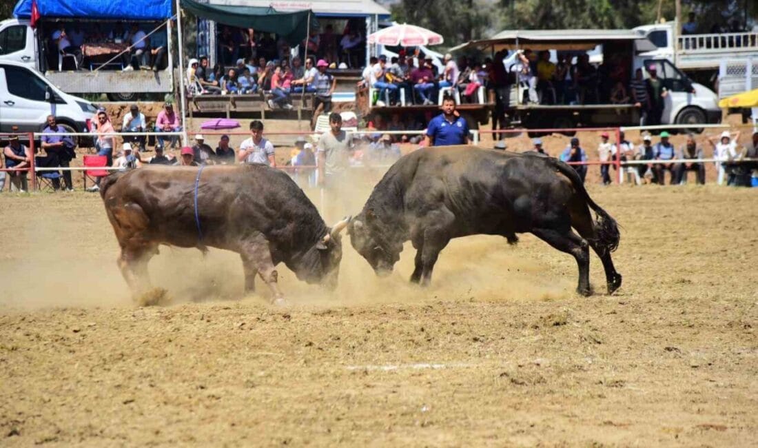 Aydın Doğa Koruma ve Milli Parklar Müdürlüğü, 2025 yılı boğa