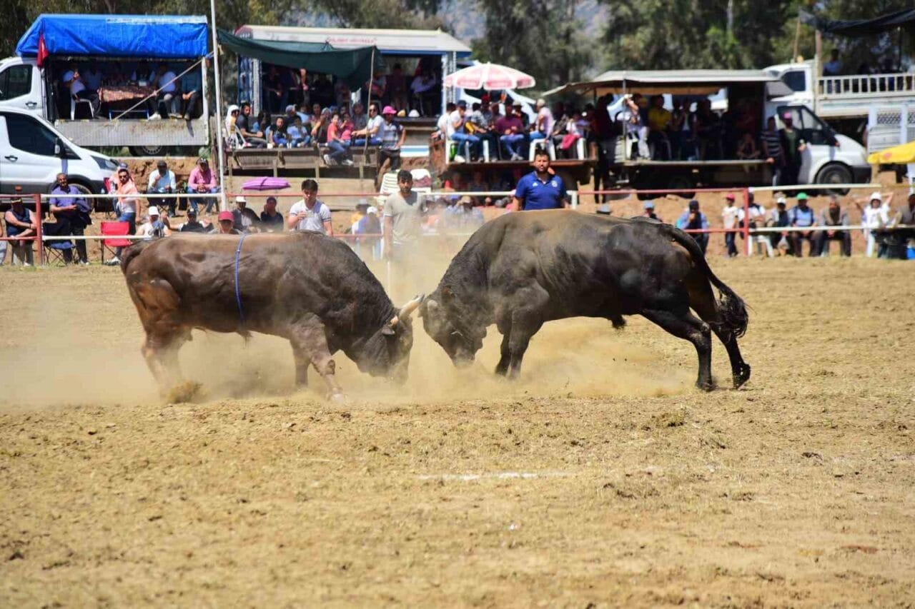 Aydın Doğa Koruma ve Milli Parklar Müdürlüğü, 2025 yılı boğa