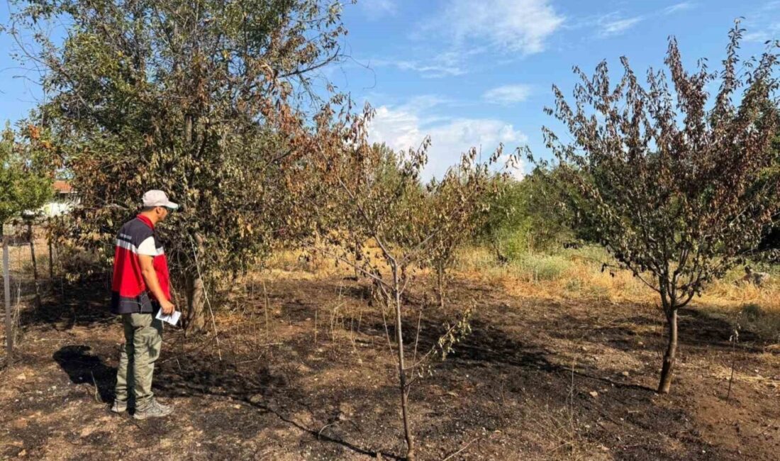 Kütahya’nın Şaphane ilçesinde meyve bahçesine yıldırım düşmesiyle çıkan yangının hasar