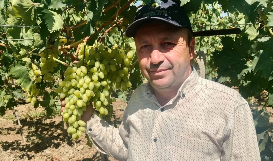 Manisa’nın Sarıgöl Ovası’nda 2025 yılı erkenci üzüm alımları başladı. Sarıgöl