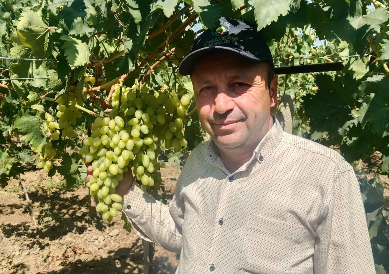 Manisa’nın Sarıgöl Ovası’nda 2025 yılı erkenci üzüm alımları başladı. Sarıgöl