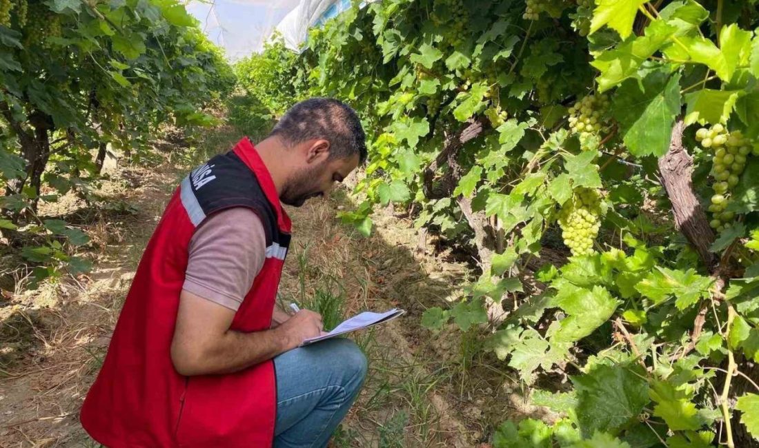 Manisa’nın Sarıgöl ilçesinde 2025 yılı üzüm üretim sezonuna ilişkin rekolte