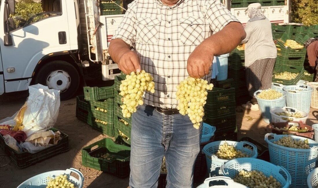 MANİSA (İHA) – Türkiye’nin üzüm üretiminde en önde gelen şehirlerinden