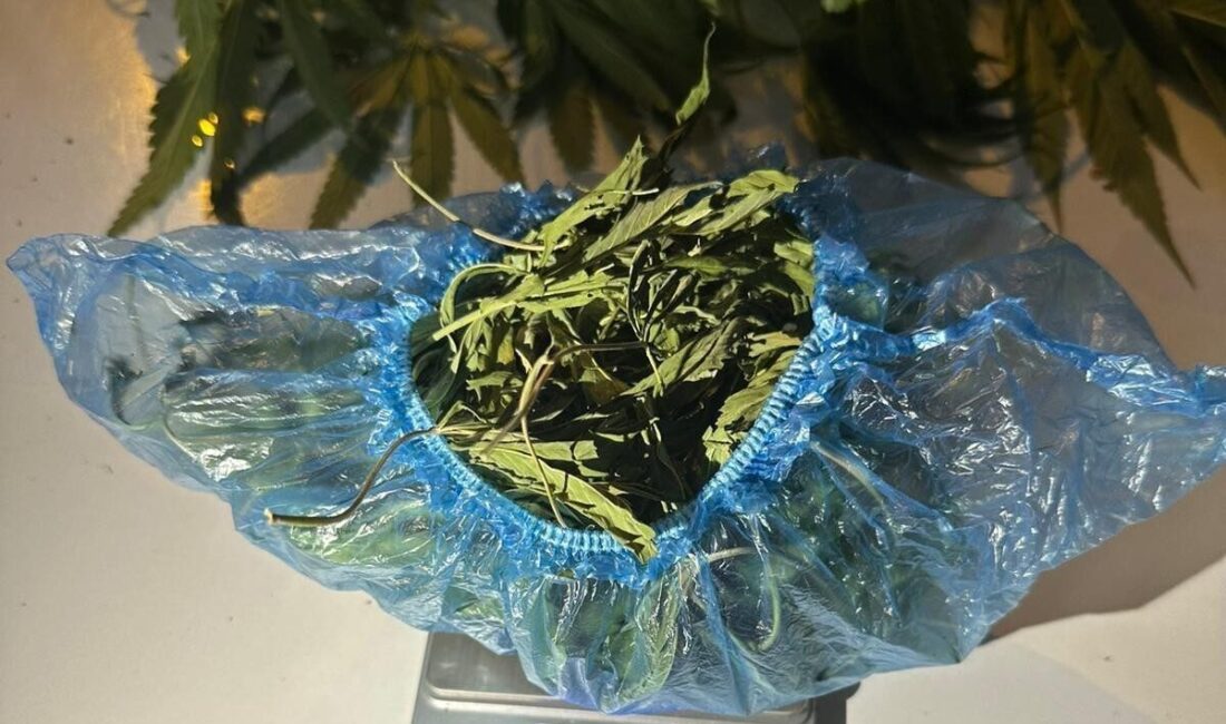 Manisa’nın Sarıgöl ilçesinde bir eve düzenlenen operasyonda esrar, kenevir bitkisi