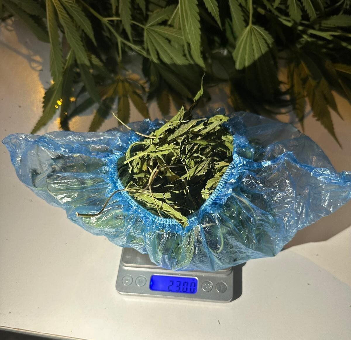 Manisa’nın Sarıgöl ilçesinde bir eve düzenlenen operasyonda esrar, kenevir bitkisi