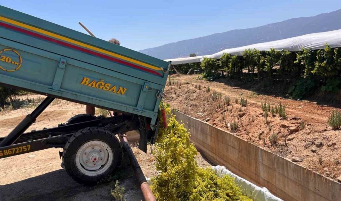 Manisa’nın Sarıgöl ilçesinde 2025 yılı şaraplık üzüm alımlarına başlandı. İlçede