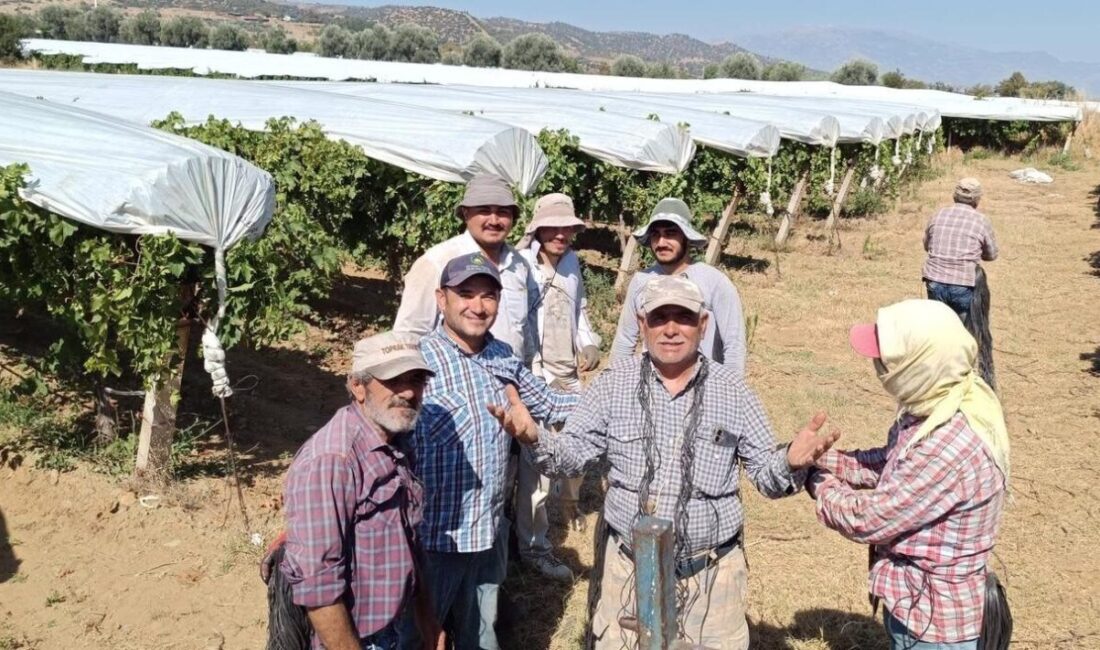 Manisa’nın Sarıgöl ilçesinde yetiştirilen dünyaca ünlü çekirdeksiz sofralık Sultaniye üzüm