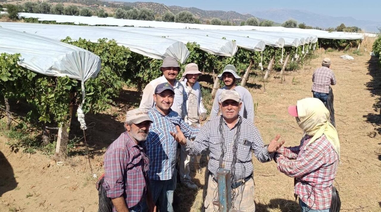 Manisa’nın Sarıgöl ilçesinde yetiştirilen dünyaca ünlü çekirdeksiz sofralık Sultaniye üzüm