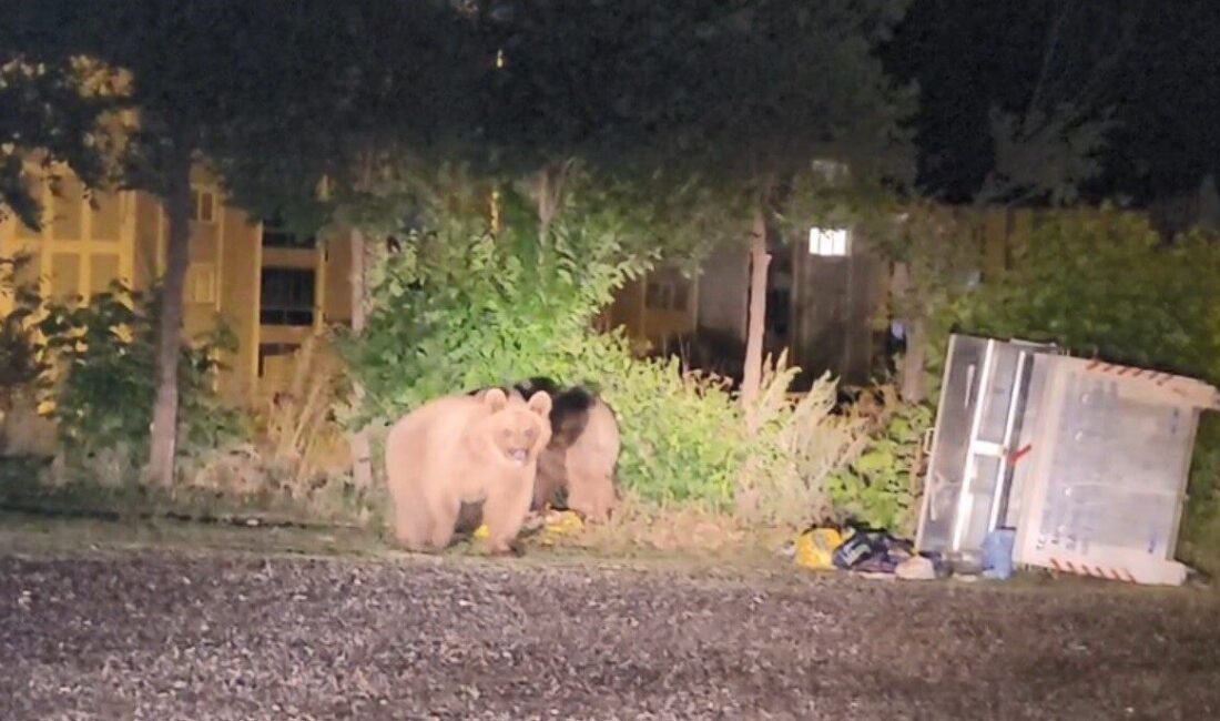 Kars’ın Sarıkamış ilçesinde son günlerde şehir merkezine inen ayılar dikkat