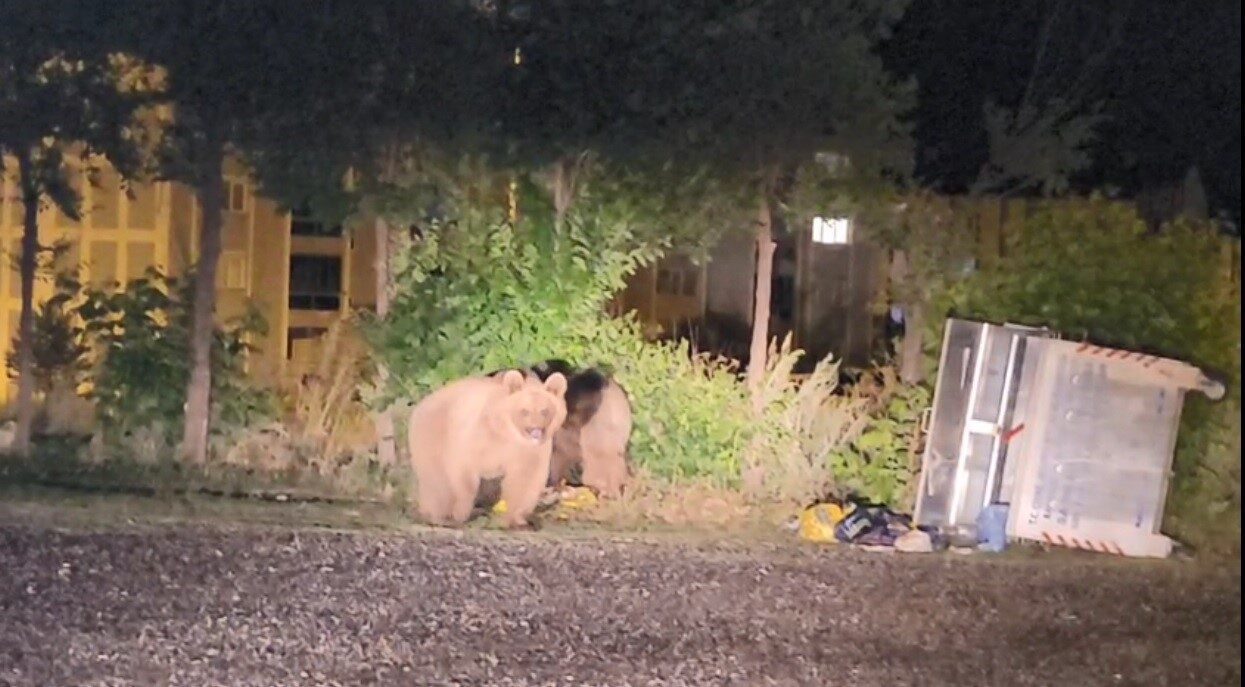 Kars’ın Sarıkamış ilçesinde son günlerde şehir merkezine inen ayılar dikkat