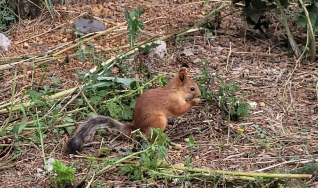 Sarıkamış Ormanları’nın maskotu haline gelen sincaplar, doğaseverlerin ve fotoğraf tutkunlarının