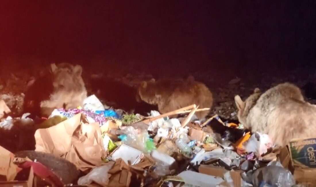 Sarıkamış’ta, sarıçam ormanlarında yaşayan boz ayılar, yiyecek bulmak için ilçe