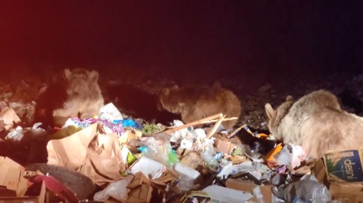 Sarıkamış’ta, sarıçam ormanlarında yaşayan boz ayılar, yiyecek bulmak için ilçe