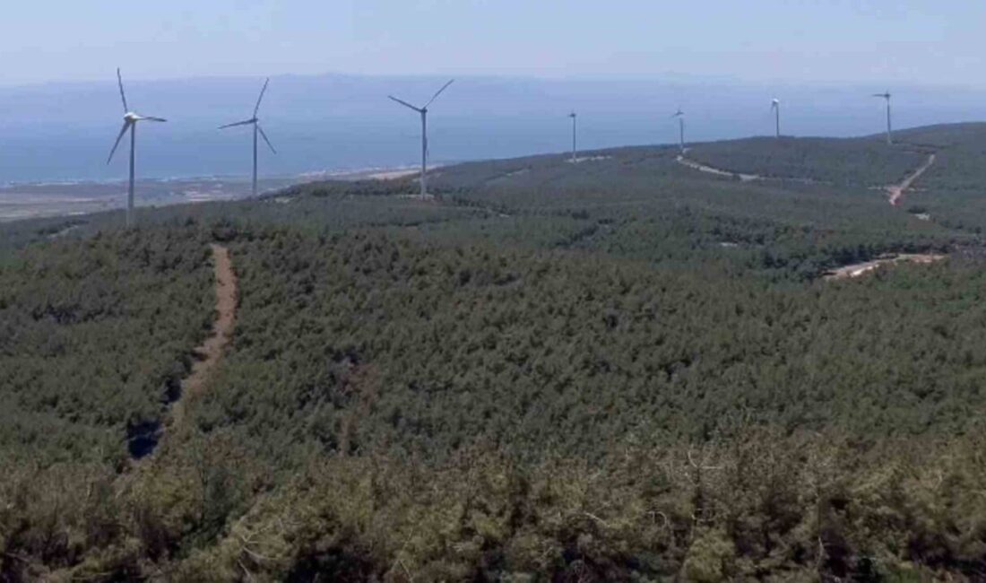 Tekirdağ’ın Şarköy ilçesinde 2 gün süren orman yangınında tahrip olan