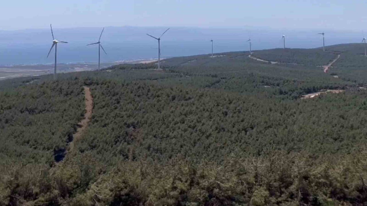 Tekirdağ’ın Şarköy ilçesinde 2 gün süren orman yangınında tahrip olan