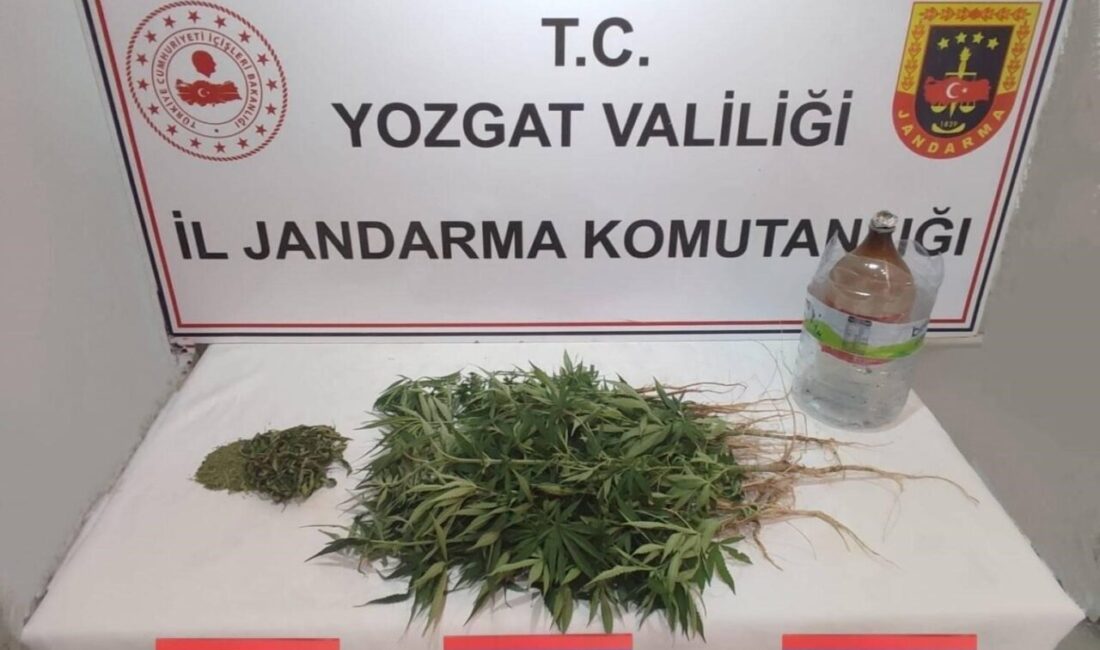 Yozgat’ın Şefaatli ilçesinde düzenlenen operasyonda 40 kök kenevir bitkisi ele