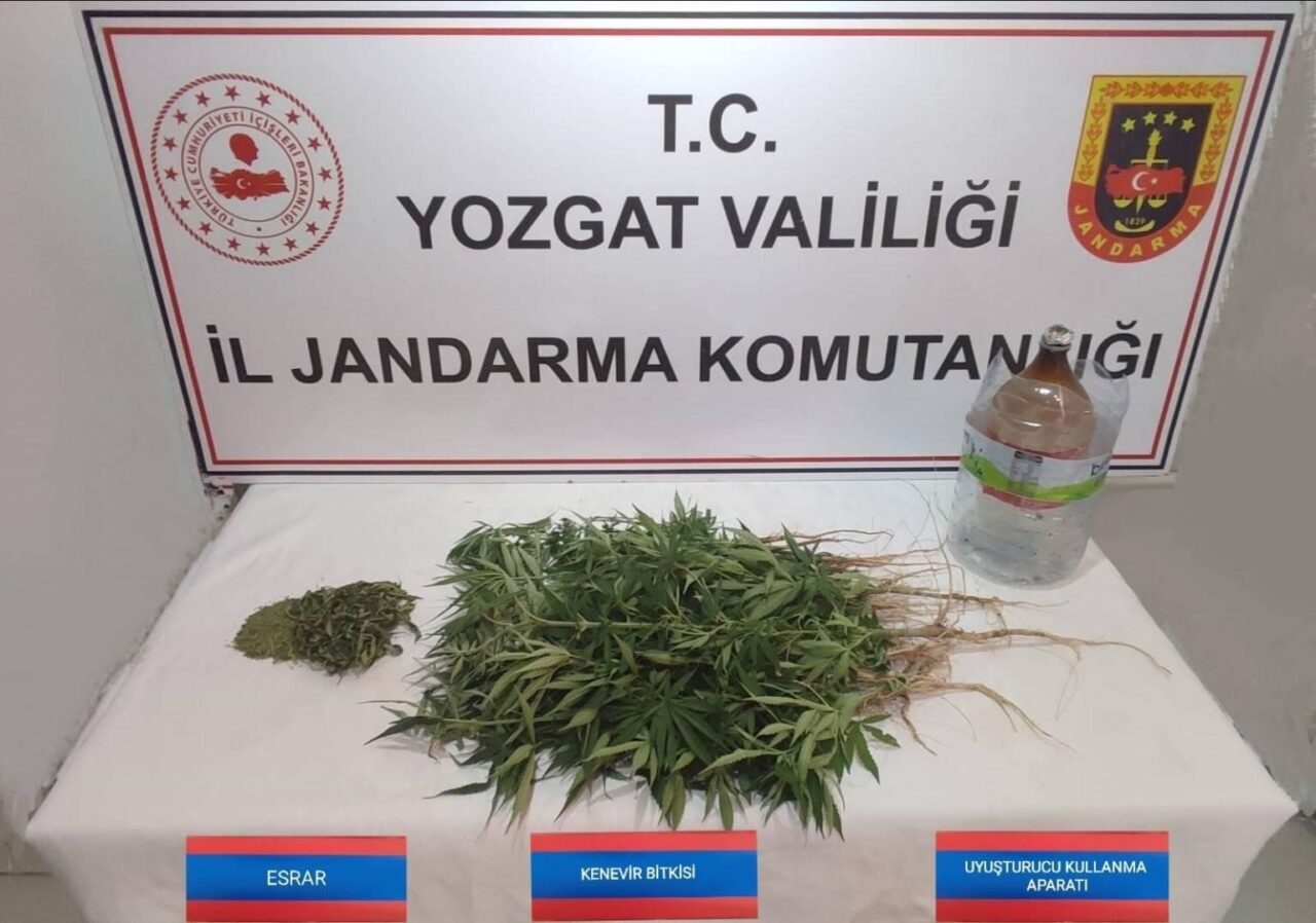 Yozgat’ın Şefaatli ilçesinde düzenlenen operasyonda 40 kök kenevir bitkisi ele