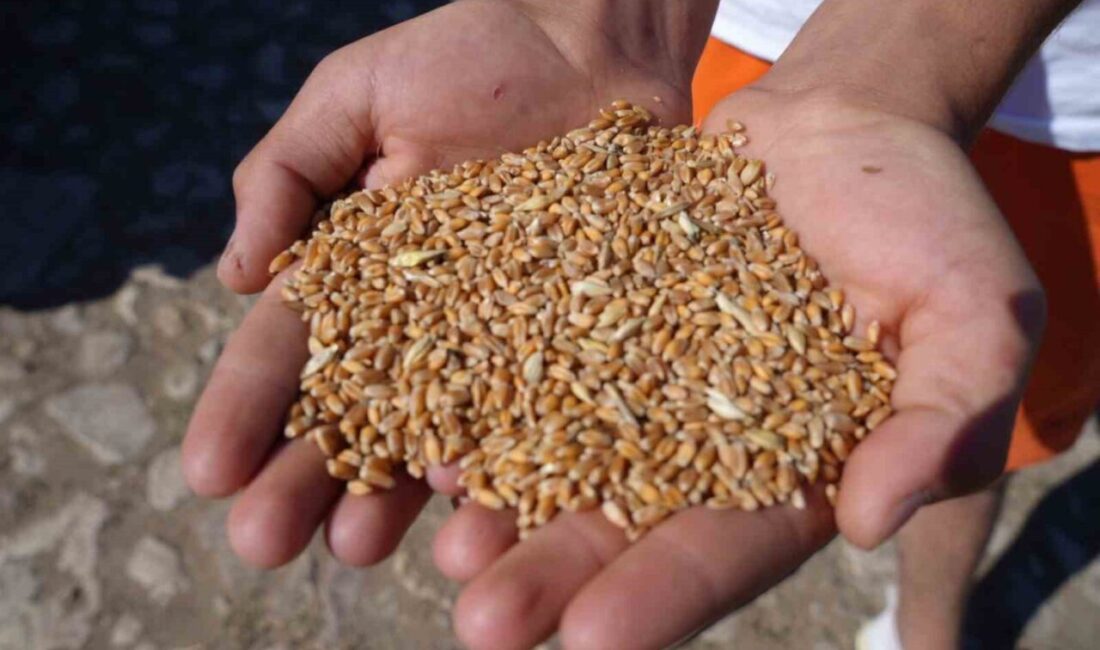 Tarım ve Orman Bakanlığı tarafından yürütülen ’Sertifikalı Tohum Kullanım Desteği’