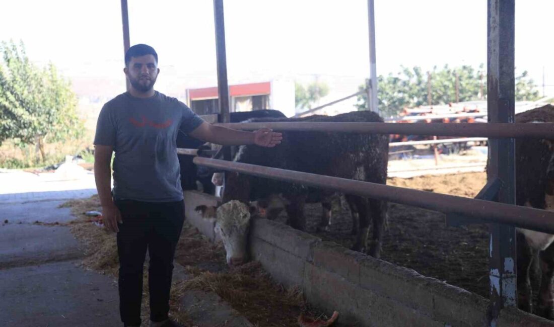 Hatay’da besicilik yapan İbrahim Yumuşak’ın Uruguay’dan getirdiği 100 angustan üçü