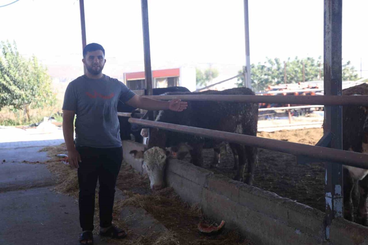 Hatay’da besicilik yapan İbrahim Yumuşak’ın Uruguay’dan getirdiği 100 angustan üçü