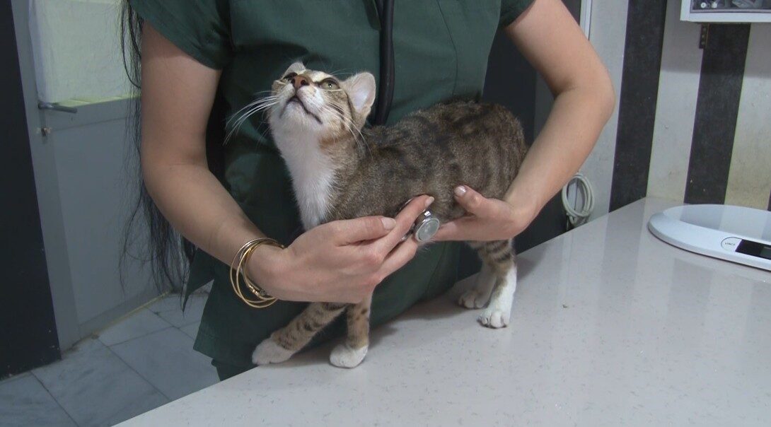 Eskişehir’de sıcak havalarda evcil hayvanlarla ilgili dikkat edilmesi gerekenlere değinen