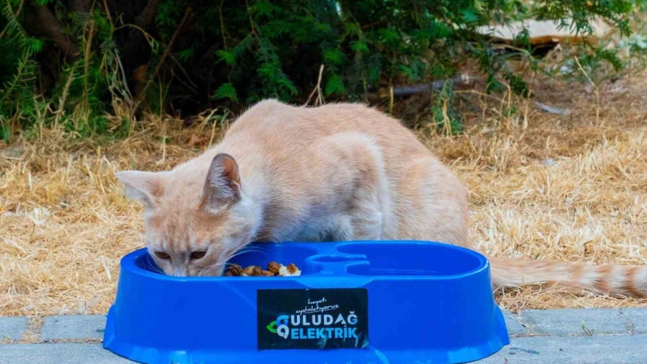 Uludağ Elektrik, ’Sevgimiz, Enerjimiz Sizinle’ projesiyle, yaz aylarında artan sıcaklık