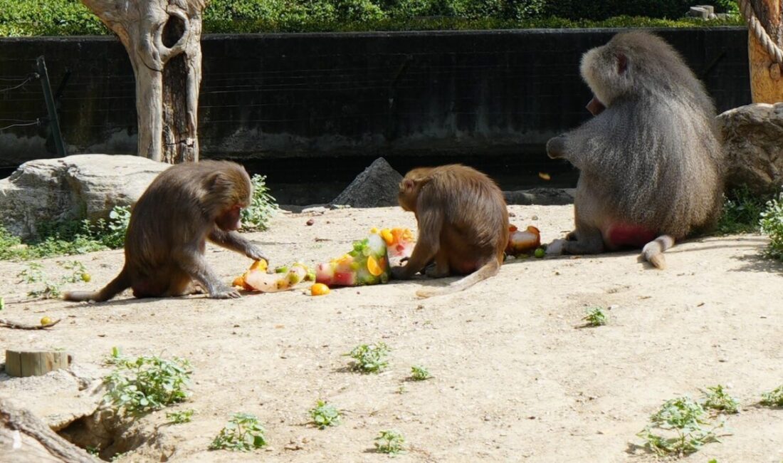 Bursa Büyükşehir Belediyesi Hayvanat Bahçesi’nde hayvanlar, 40 dereceyi bulan sıcaklarda