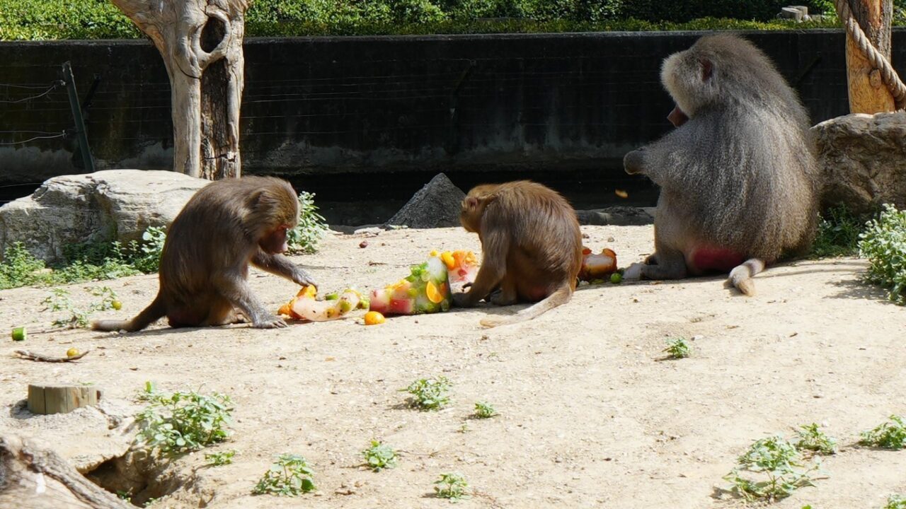 Bursa Büyükşehir Belediyesi Hayvanat Bahçesi’nde hayvanlar, 40 dereceyi bulan sıcaklarda