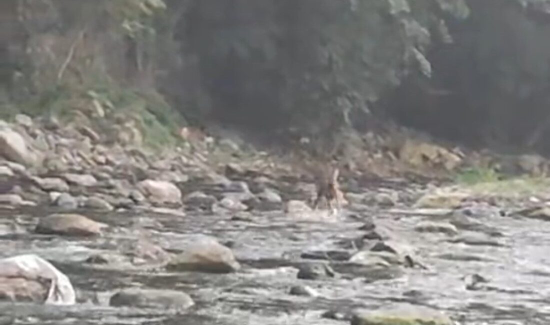 Düzce’de sıcaktan bunalan karacanın derede serinlediği anlar kameralara yansıdı. Şiddetli