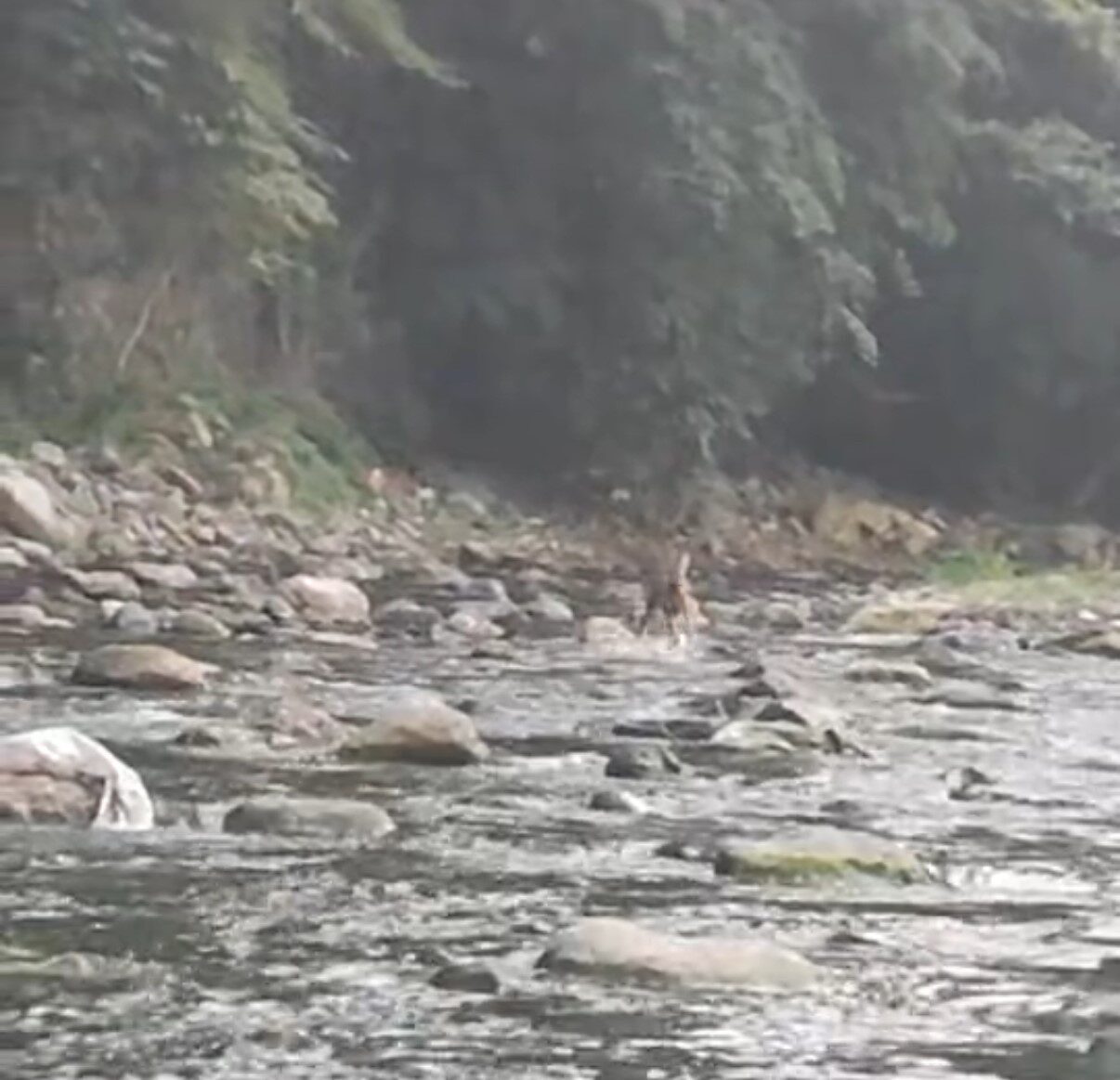 Düzce’de sıcaktan bunalan karacanın derede serinlediği anlar kameralara yansıdı. Şiddetli
