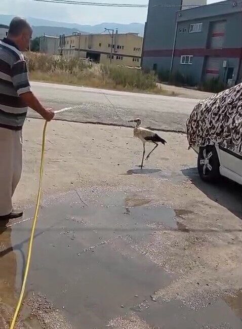 Bursa’nın İnegöl ilçesinde sıcak havalardan bunalan bir leylek, bir evin