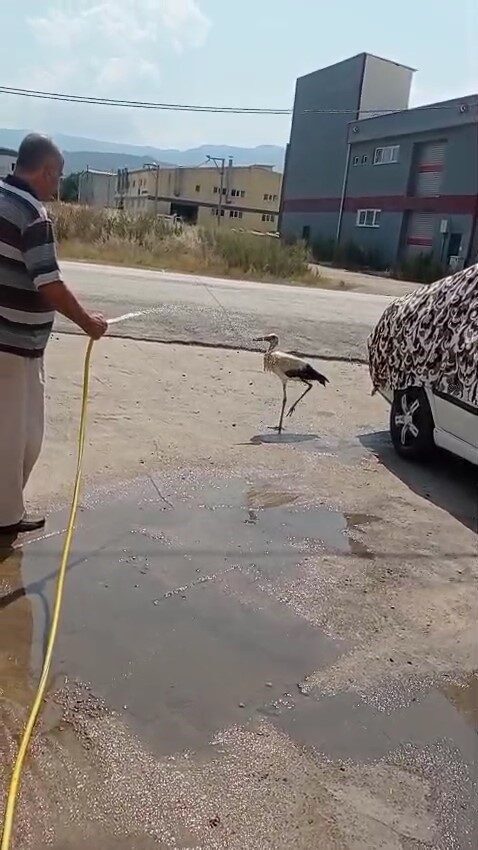 Bursa’nın İnegöl ilçesinde sıcak havalardan bunalan bir leylek, bir evin