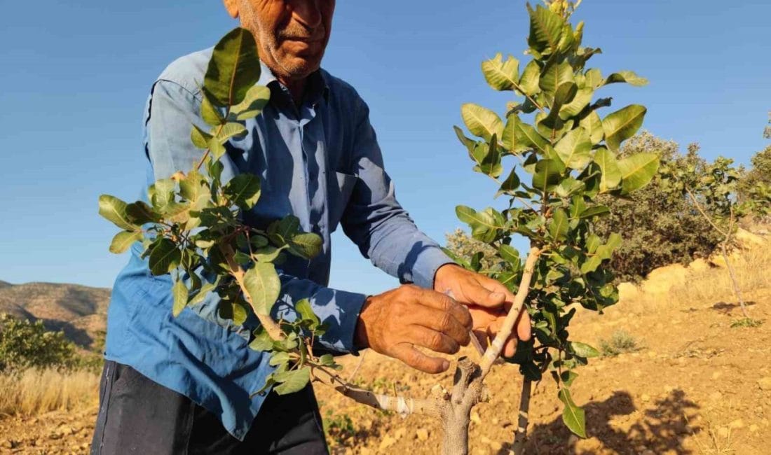 Siirt’te çiftçiler, ağaçlarını fıstık ağacına dönüştürmek için yoğun mesai harcıyor.