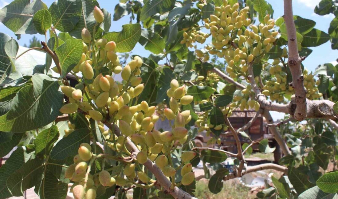 Siirt’te, 2025 yılı fıstık üretim sezonu öncesinde rekolte tahmin çalışmalarına