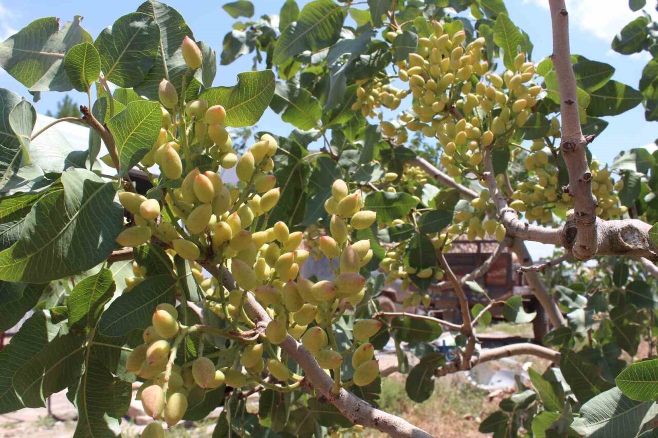 Siirt’te, 2025 yılı fıstık üretim sezonu öncesinde rekolte tahmin çalışmalarına