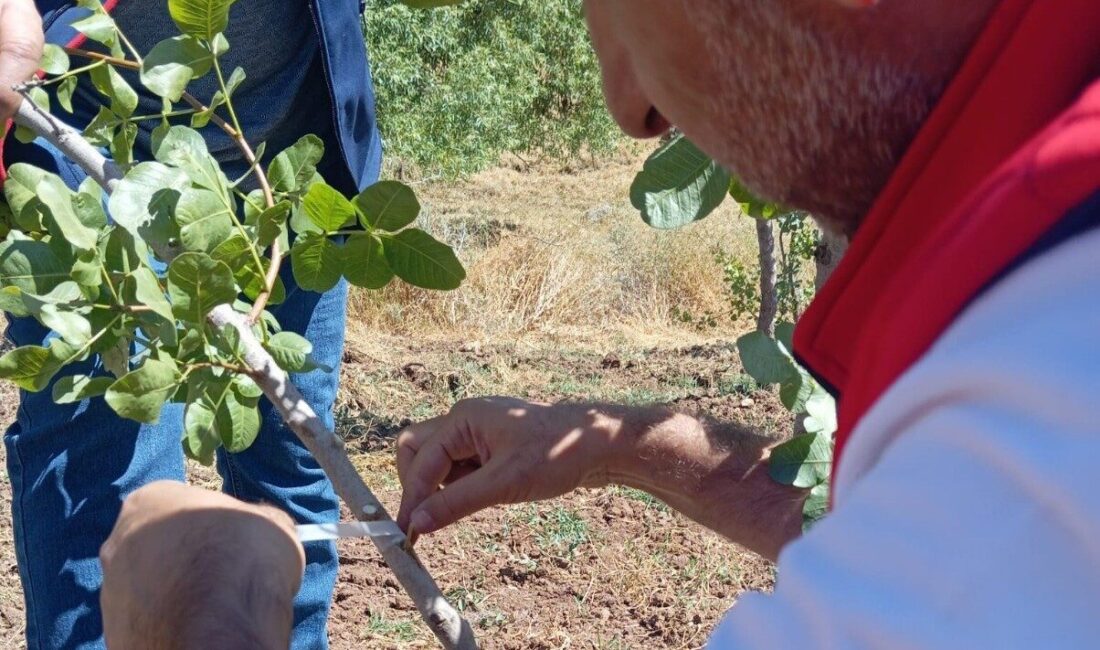 Siirt’te fıstık üretiminin geliştirilmesi amacıyla yürütülen eğitim çalışmaları kapsamında, Şirvan