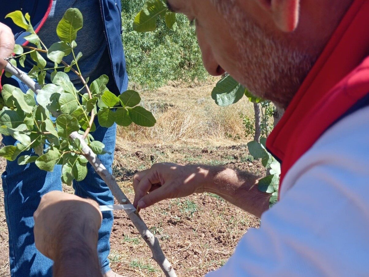 Siirt’te fıstık üretiminin geliştirilmesi amacıyla yürütülen eğitim çalışmaları kapsamında, Şirvan
