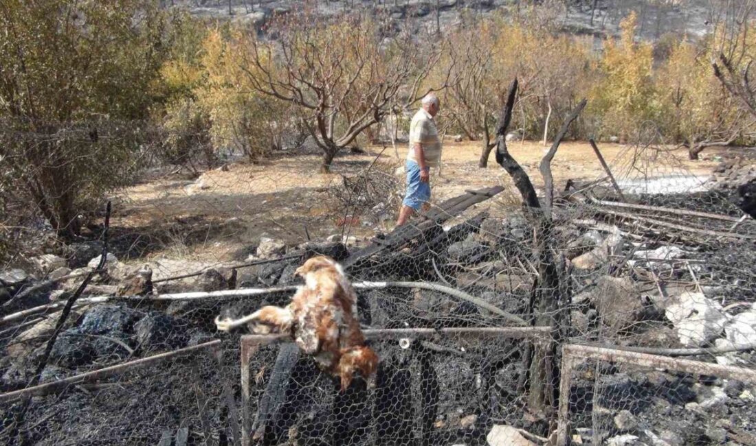 MERSİN (İHA) – Mersin’in Silifke ilçesinde dün çıkan ve geniş