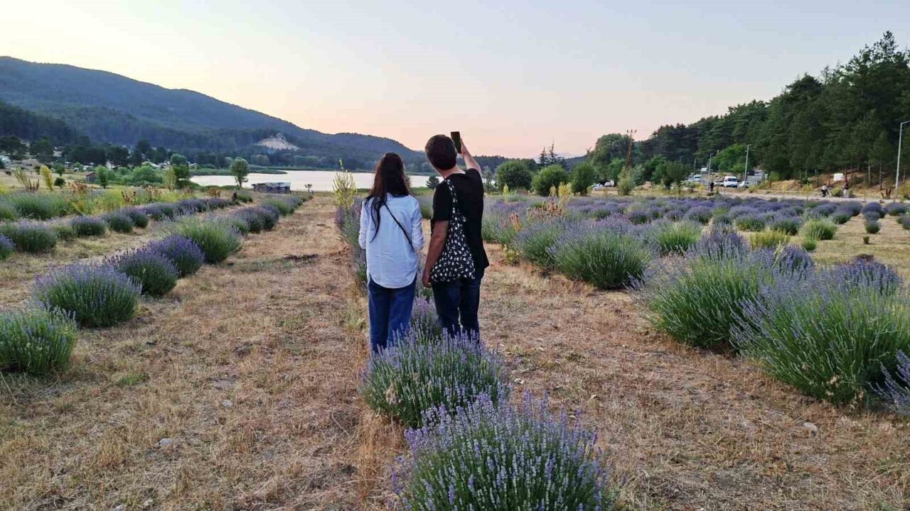 Kütahya’nın Simav ilçesi Gölcük Yaylasındaki kokusu ve mor rengiyle dikkat