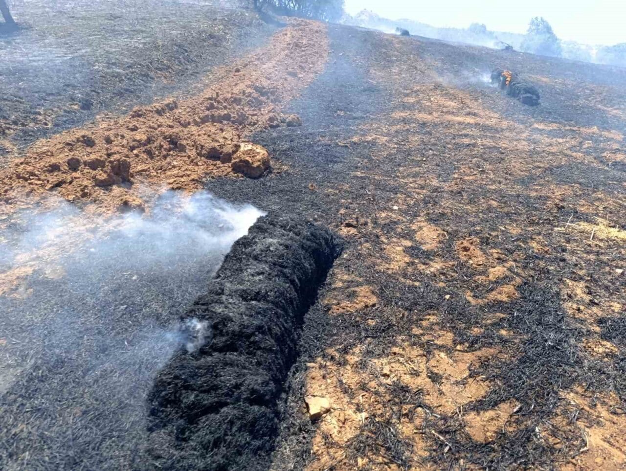 Balıkesir’in Sındırgı ilçesinde tarladan biçilen ve balyalanmak için bekleyen samanlar