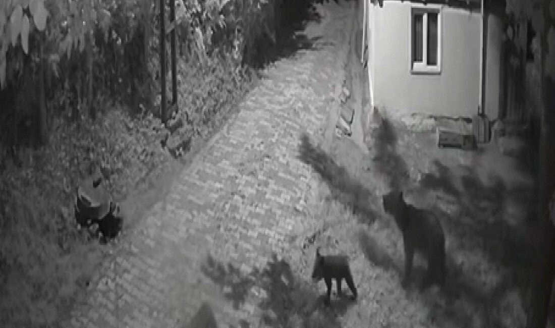 Sinop’ta anne ayı ve iki yavrusunun bir evin bahçesinde dut