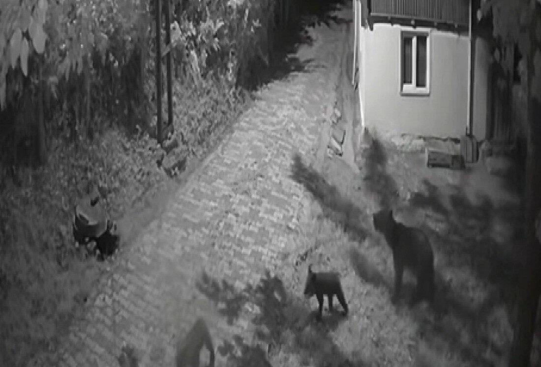 Sinop’ta anne ayı ve iki yavrusunun bir evin bahçesinde dut