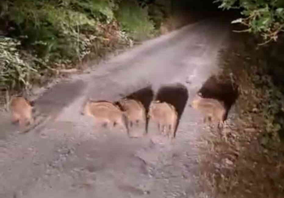 Sinop’un Ayancık ilçesinin Armutluyazı köyünde, domuzlar evlerin önüne kadar geldi.