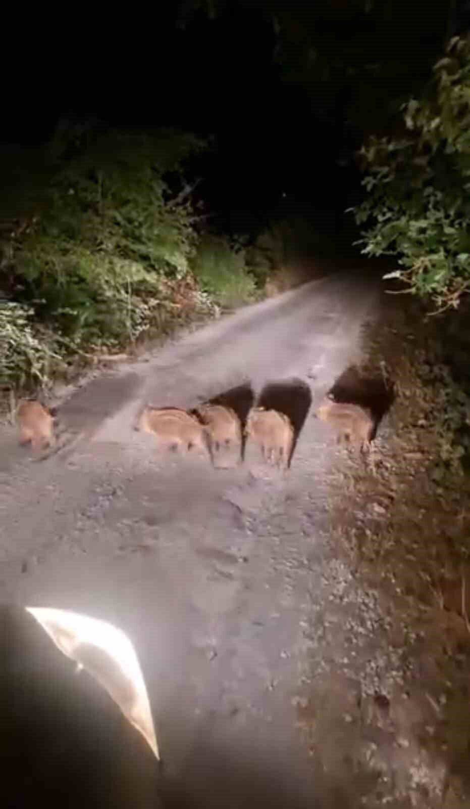 Sinop’un Ayancık ilçesinin Armutluyazı köyünde, domuzlar evlerin önüne kadar geldi.