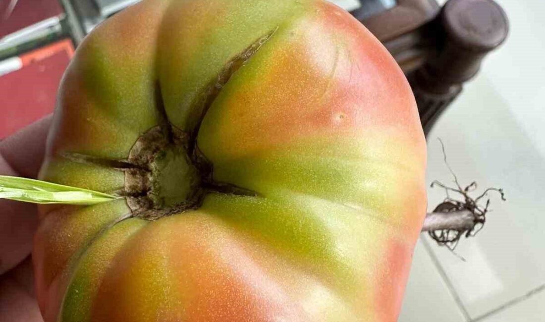 Şırnak merkezde sabah kahvaltısı için bahçeden domates toplayan bir vatandaş,