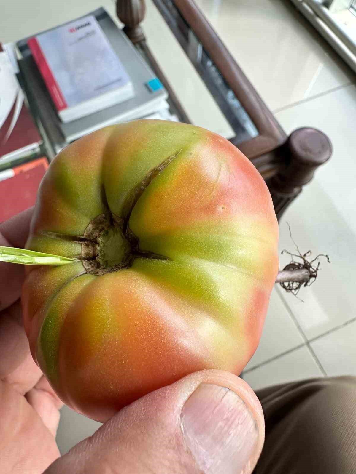 Şırnak merkezde sabah kahvaltısı için bahçeden domates toplayan bir vatandaş,