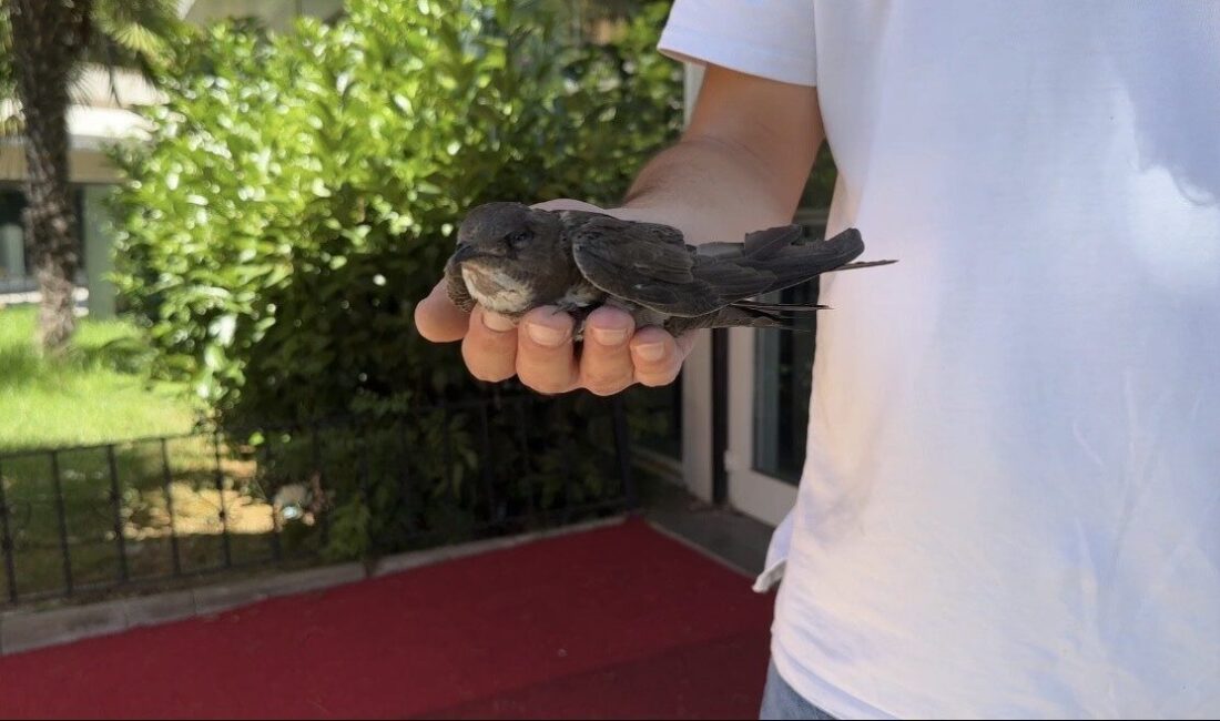 İstanbul Şişli’de vatandaşlarca yaralı halde bulunan ebabil kuşu belediye ekiplerine