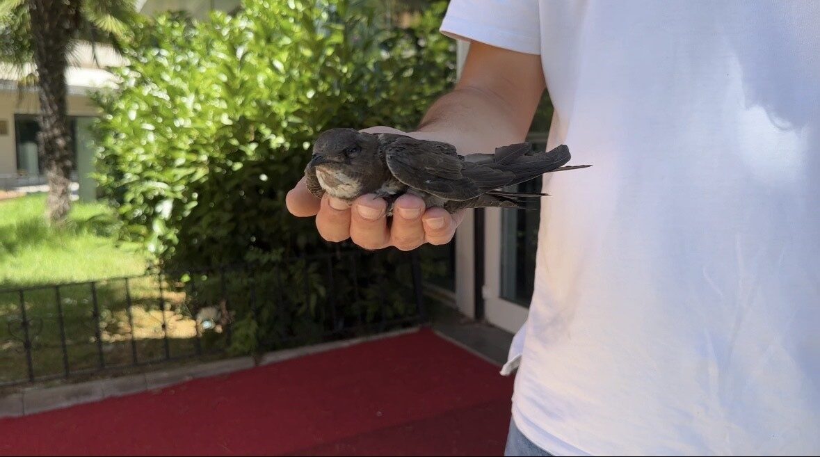 İstanbul Şişli’de vatandaşlarca yaralı halde bulunan ebabil kuşu belediye ekiplerine